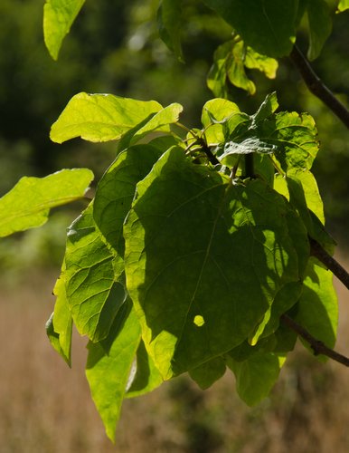 Catalpa szechuanica 12L