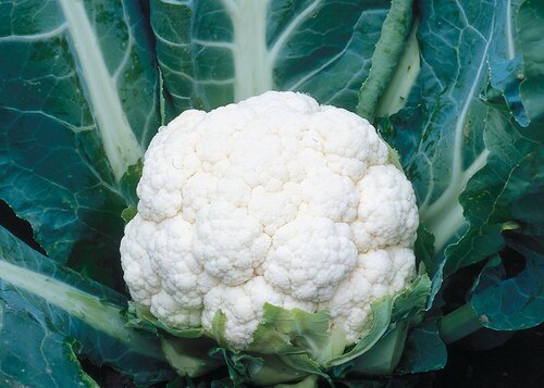 Cauliflower All Year Round 6 Pack