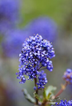 Ceanothus Blue Sapphire 2.3 Litre