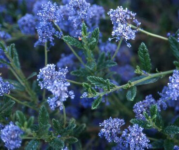 Ceanothus Concha (On A Cane) 3 Litre