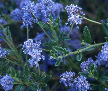 Ceanothus Concha Trellis 9 Litre