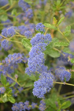 Ceanothus Italian Skies 3 Litre