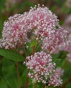 Ceanothus Marie Simon 2.3 Litre