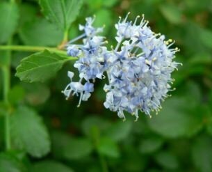 Ceanothus Repens 3 Litre