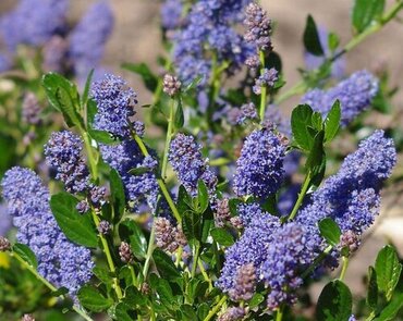 Ceanothus Skylark 3 Litre