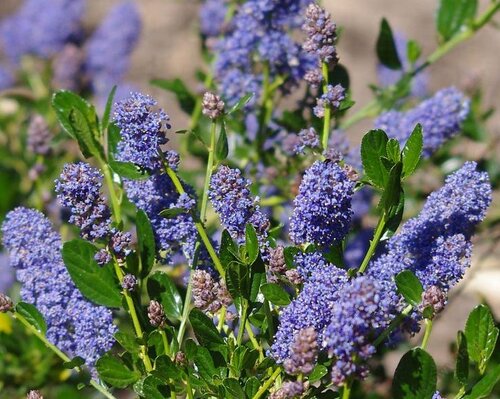 Ceanothus 'Skylark' Trellis 10 Litre