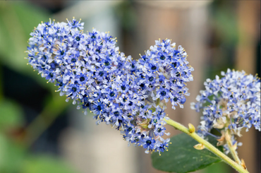 Ceanothus Trewithen Blue 3 Litre