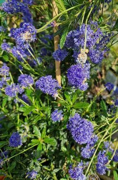 Ceanothus Victoria 2.3 Litre