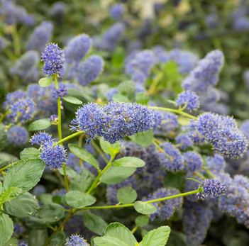 Ceanothus Yankee Point 3 Litre