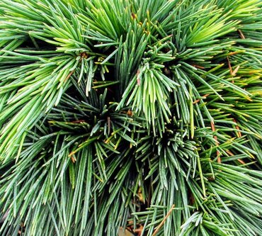 Cedrus Hedgehog 5 Litre