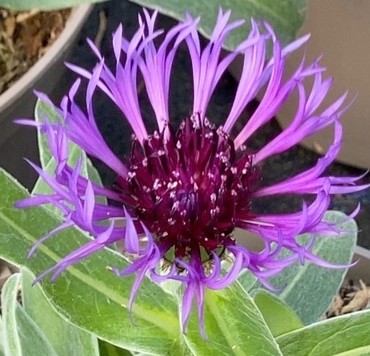 Centaurea Amethyst Dream 2 Litre