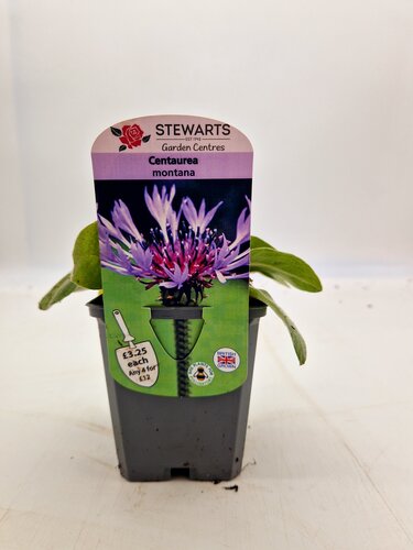 Centaurea Montana 9cm