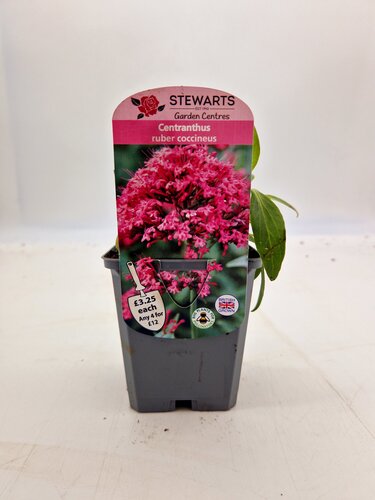 Centranthus Ruber Coccineus 9cm