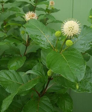 Cephalanthus Occidentalis C2.3