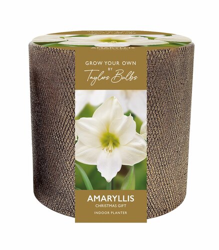 Ceramic Amaryllis Christmas Gift Planter