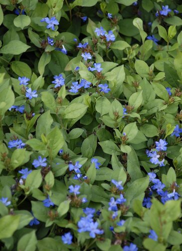 Ceratostigma Forest Blue 2.5 Litre