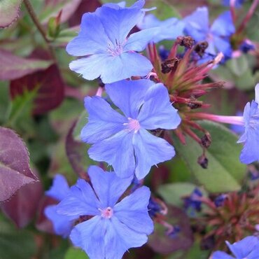 Ceratostigma plumbaginoides 2 Litre