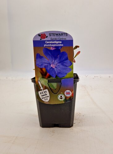 Ceratostigma Plumbaginoides 9cm