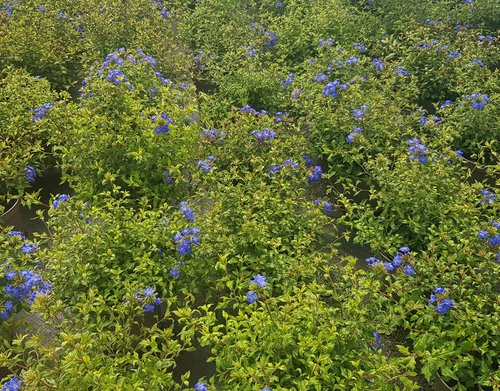 Ceratostigma Sapphire Ring 2.5 Litre