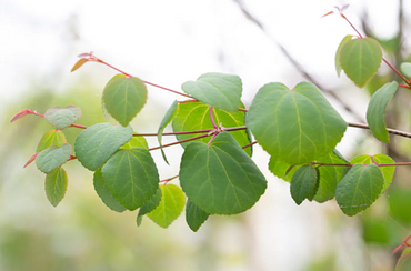 Cercidiphyllum japonicum 3 Litre