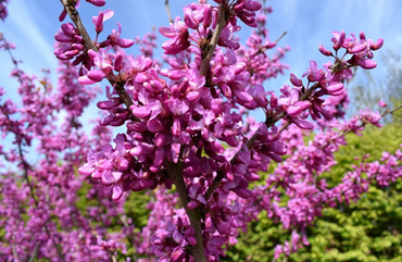 Cercis Avondale 12 Litre