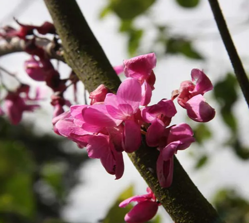 Cercis Bodnant 12 Litre