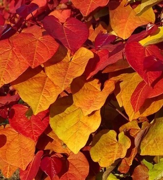 Cercis Canadensis Eternal Flame 6 Litre