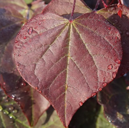 Cercis canadensis Forest Pansy 16.5 Litre