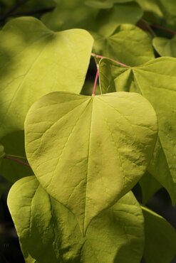 Cercis canadensis Golden Falls 16.5 Litre