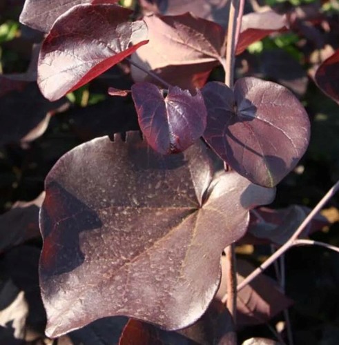 Cercis canadensis Merlot 6 litre