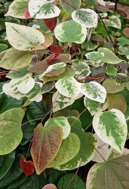 Cercis Carolina Sweetheart 12 Litre