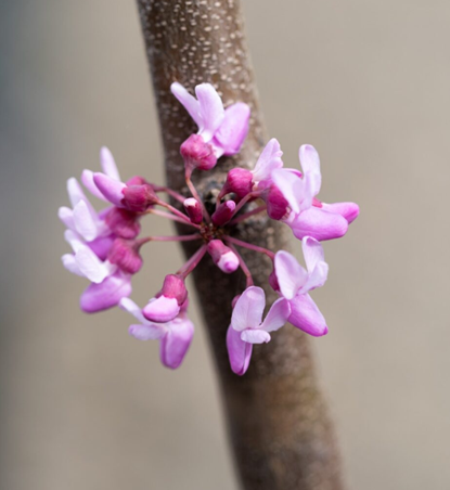 Cercis Cascading Hearts 12 Litre