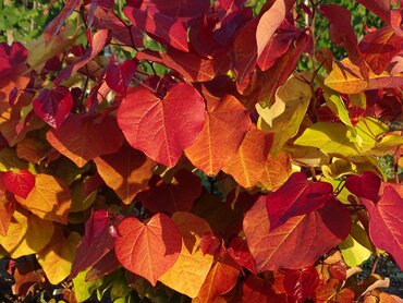Cercis Eternal Flame 12 Litre