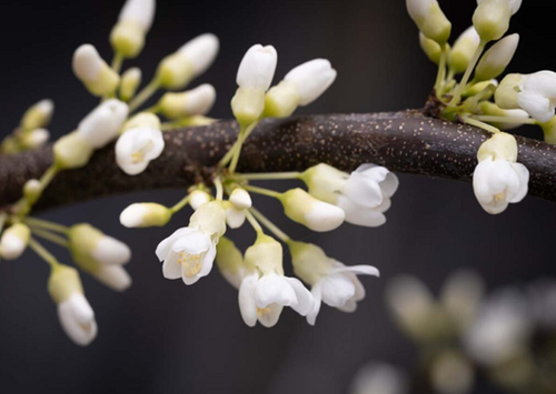 Cercis Shirobana 12 Litre