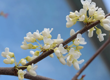 Cercis White Swan 12 Litre