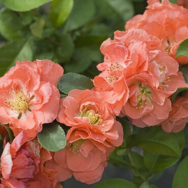 Chaenomeles Geisha Girl 3 Litre