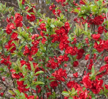 Chaenomeles Knap Hill Scarlet 3 Litre