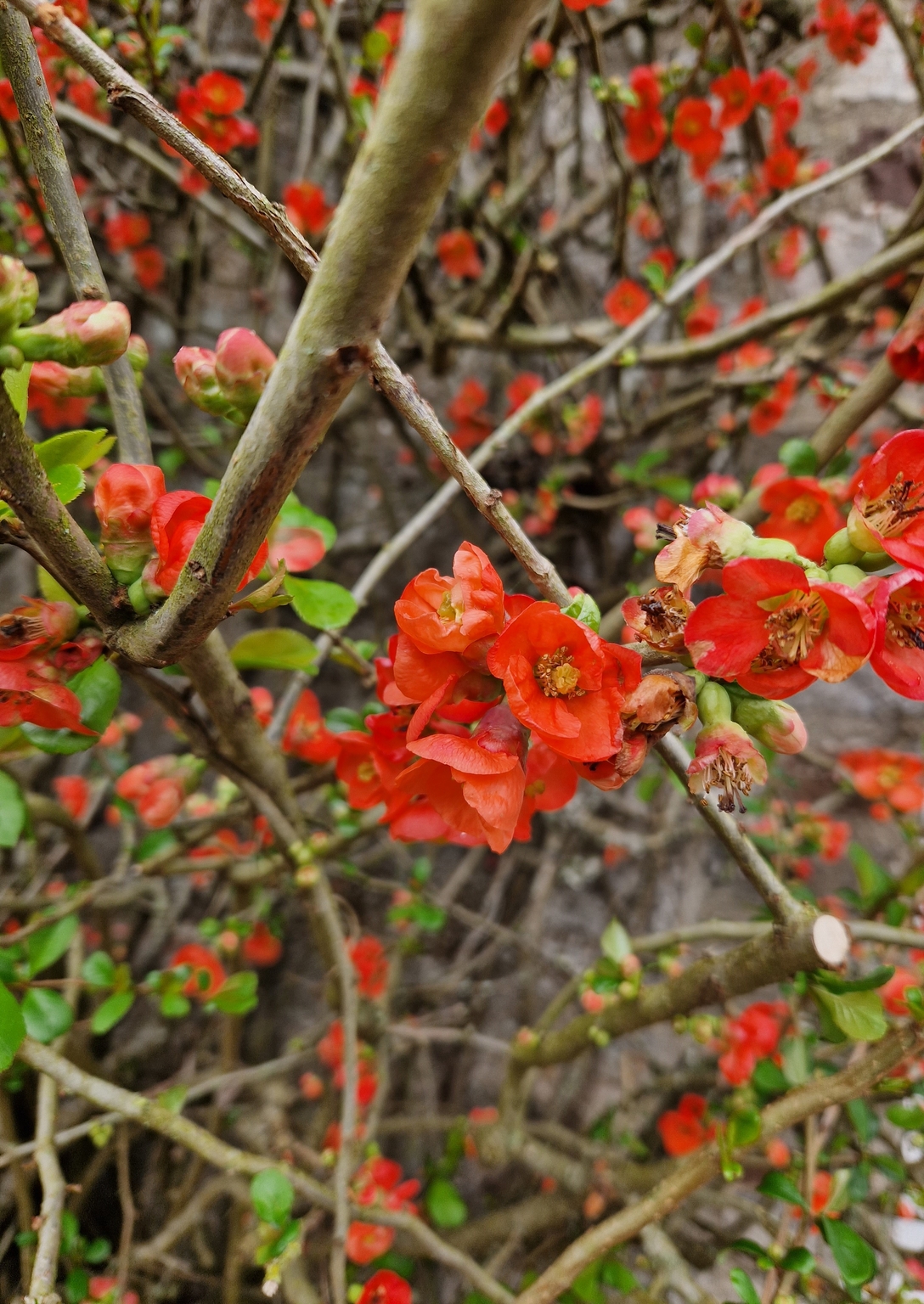 Chaenomeles Mango Storm 3 Litre - Stewarts Garden Centre