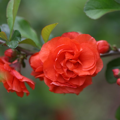 Chaenomeles Orange Storm 3 Litre