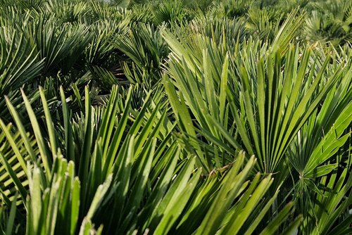 Chamaerops (Trachycarpus) Fortunei 100/125cm 30 Litre