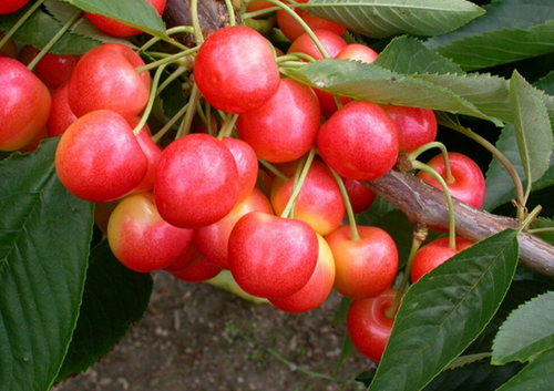 Cherry Stardust Gisela 11.5 Litre