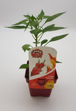 Chilli Pepper Apache 10cm