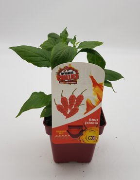 Chilli Pepper Bhut Jolokia 10cm