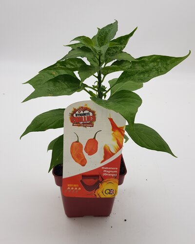 Chilli Pepper Habanero Magnum (Orange) 10cm