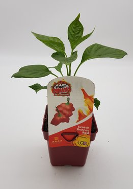 Chilli Pepper Hot Scotch Bonnet Red 10cm