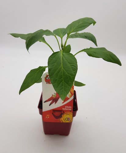 Chilli Pepper Inferno 10cm