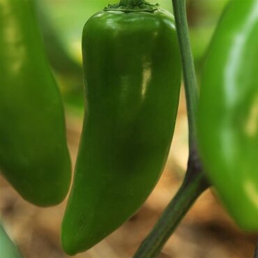 Chilli Pepper Jalapeno 9cm