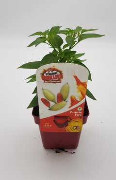 Chilli Pepper Prairie Fire 10cm