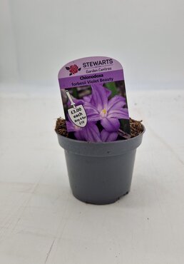 Chionodoxa Forbesii Violet Beauty Potted Bulb 9cm