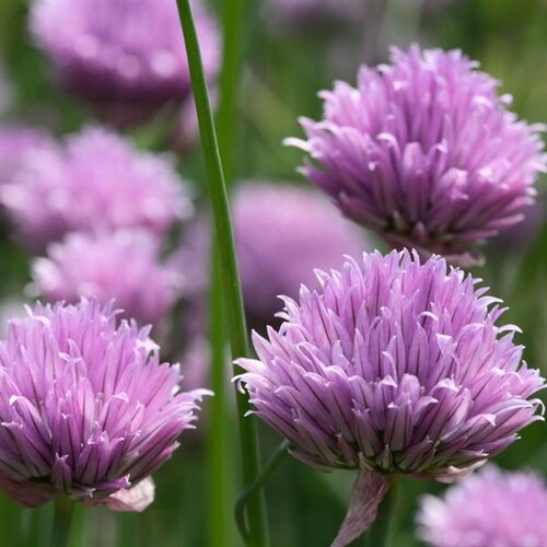 Chives 6 Pack